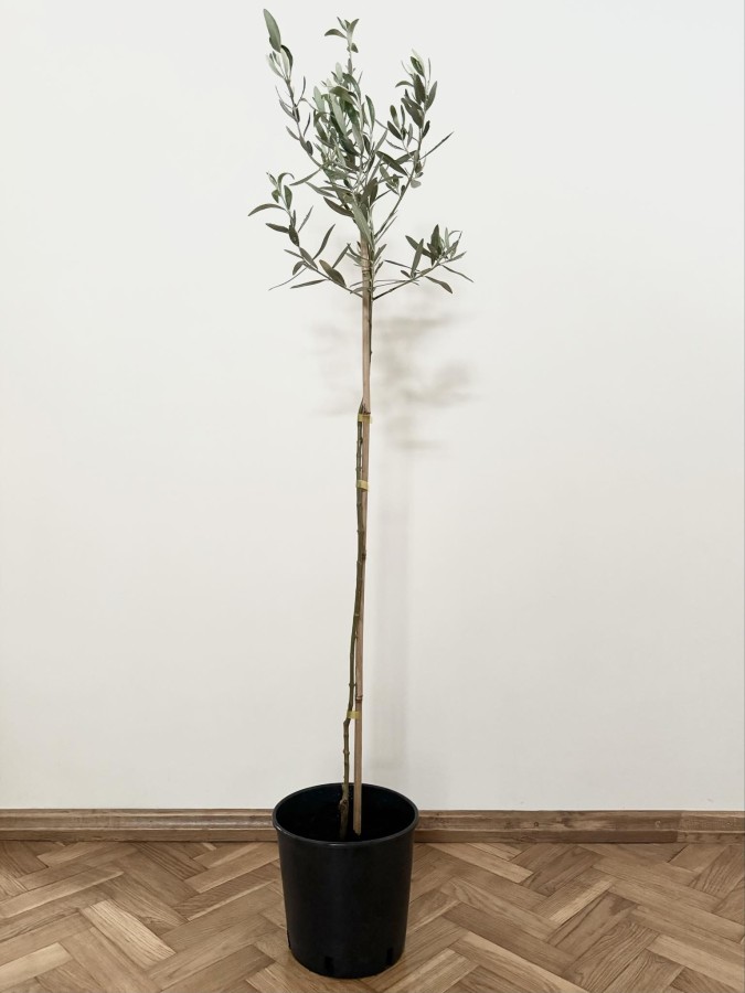 Alyvmedis (Olea europaea)
