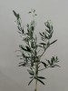 Alyvmedis (Olea europaea)