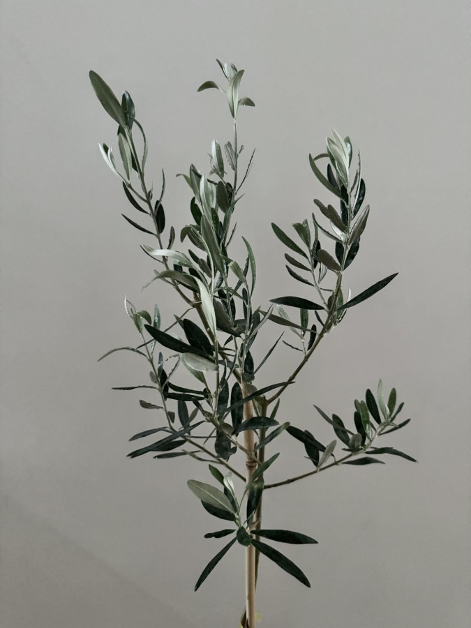 Alyvmedis (Olea europaea)