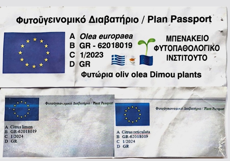 Alyvmedis (Olea europaea)