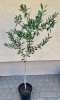 Alyvmedis (Olea europaea)